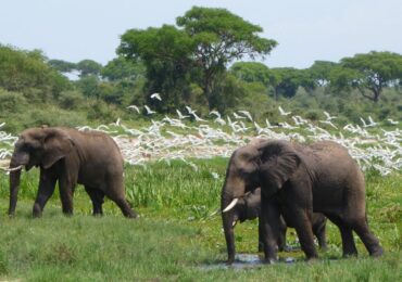 3-Days-Murchison-Falls-National-Park