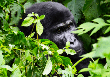 3 Day Gorilla tracking