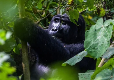 What-a-day-of-gorilla-tracking-like-1200x675