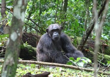 210722073825-01-chimpanzee-loango-national-park