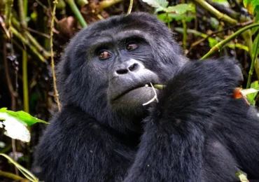 Ape-trekking-safaris-in-Uganda-and-Rwanda-1200x675