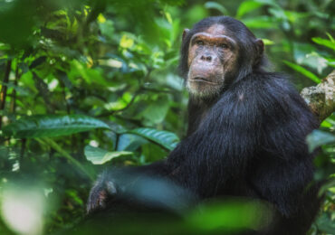 st-uganda-kibale-chimpanzee-shutterstock-kim-paffen-3